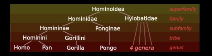 <p>Family hominidae - great apes</p><p>Family hylobatidade - lesser apes</p><p></p><p>Subfamily - homininae (African ape) and ponginae (orangutans)</p><p></p><p>Tribes - hominini (humans and chimps) and gorillini (gorillas)</p><p>Subtribe - homininia (humans) and panina (chimps and bonobos)</p>