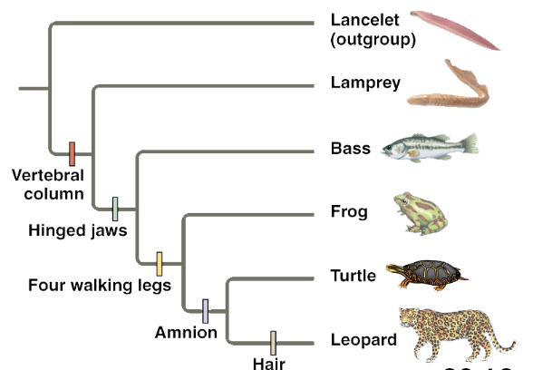 <p>A graphical representation of relationships between organisms.</p>