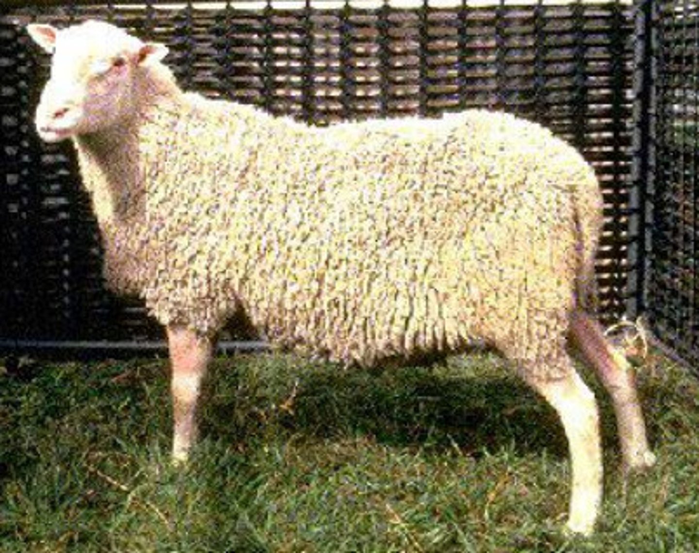 <p>other breeds- highly prolific/lightest muscle sheep:</p><p>(Finnsheep) white head; excellent milking and mothering ability; disadvantages: small, light-muscled carcasses, tail; low maintenance, high reproductive rate; critical period= 1 week</p>