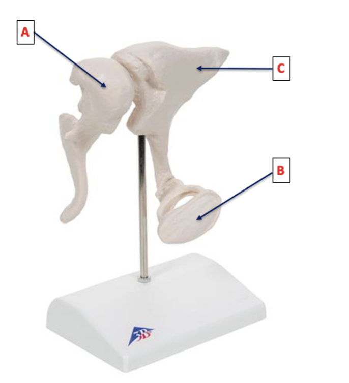 <p>Identify these bones!</p>