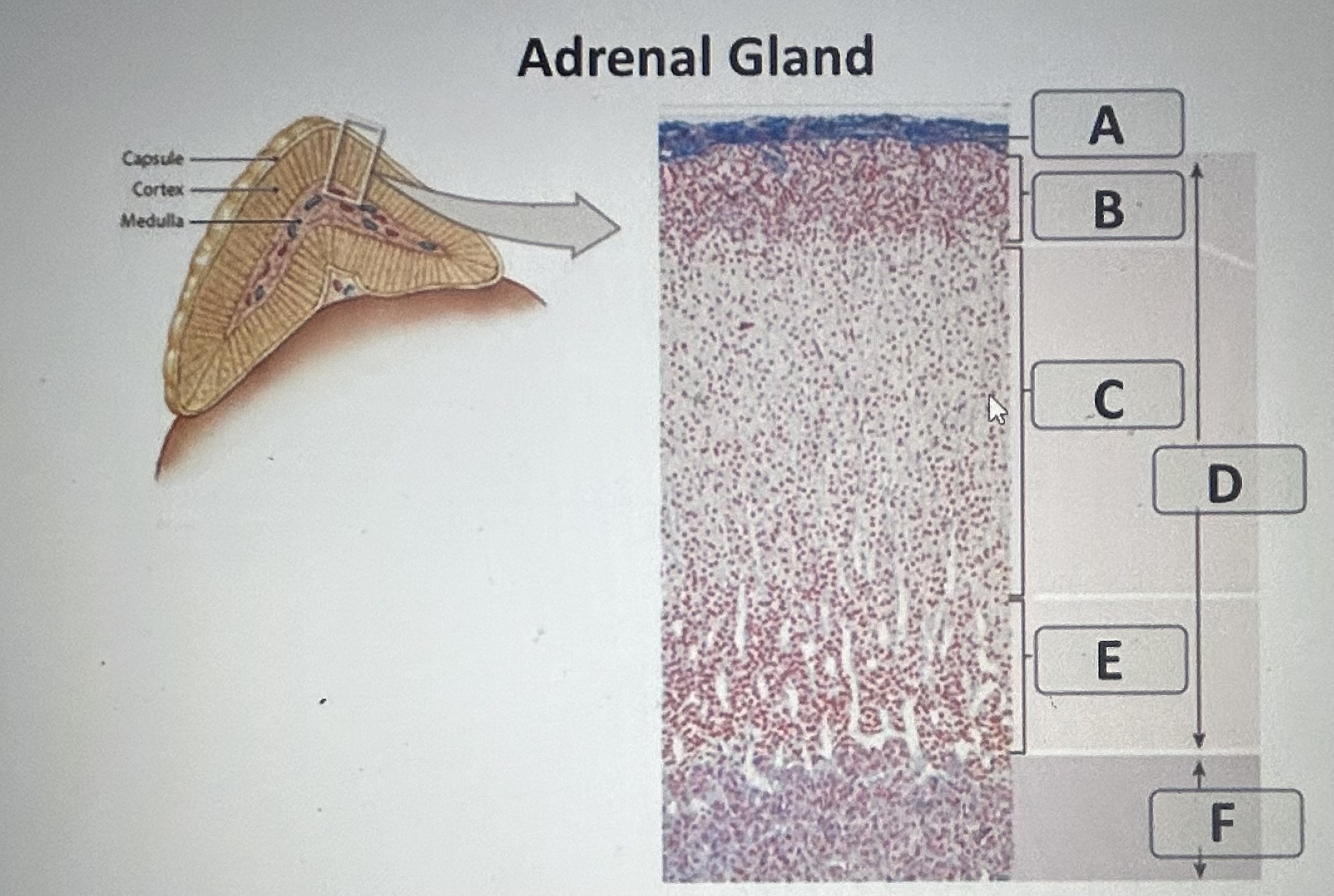 Identify the adrenal gland structured labeled E