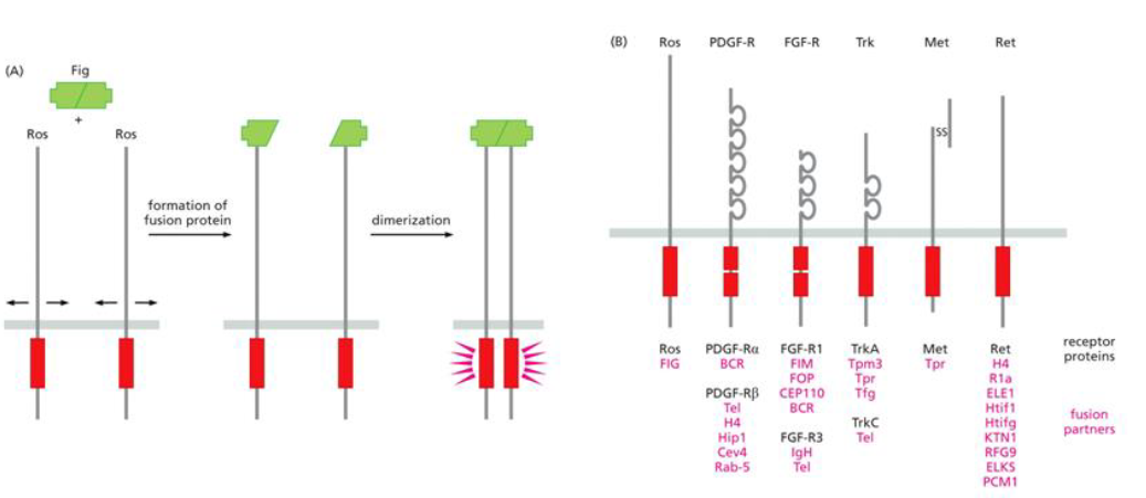 <p><span>Gene fusion causing constitutively dimerized receptors involves the</span></p>