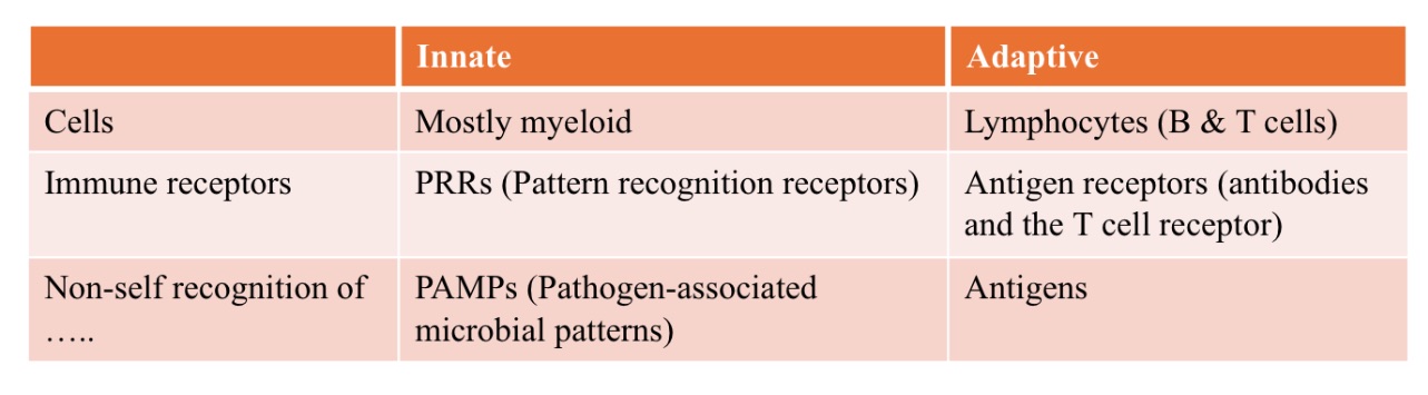 <p>_ immunity</p><ul><li><p>germ-line encoded (Pattern Recognition Receptors - PRRs)</p></li><li><p>bind to Pathogen-Associated Molecular Patterns (PAMPs)</p></li></ul><p></p>