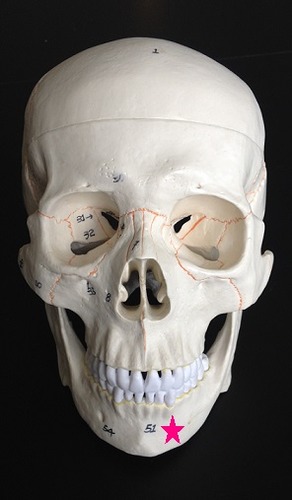 <p>Identify the bone.</p><img src="https://knowt-user-attachments.s3.amazonaws.com/63ba57b2-c601-4ea8-b3de-96e449f156dc.jpg" data-width="50%" data-align="center" alt="knowt flashcard image"><p></p>