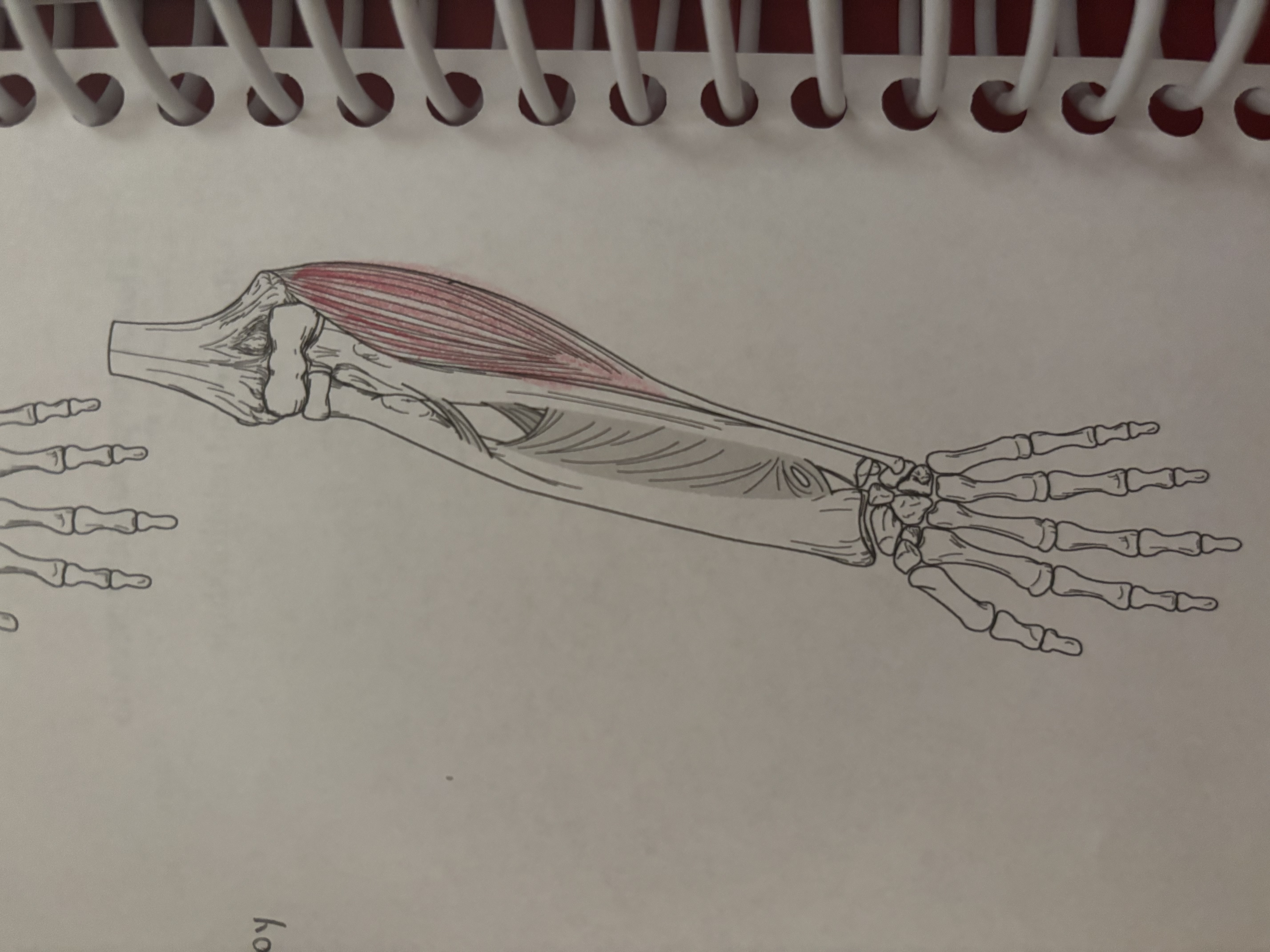<p>What muscle is this</p>