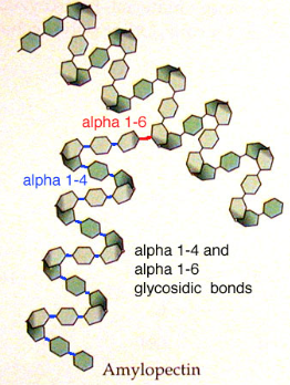 <ul><li><p>branched</p></li><li><p>1,4 glycosidic bonds</p></li><li><p>1,6 glycosidic bonds</p></li><li><p>coils into helix- held together by hydrogen bonds</p></li></ul>