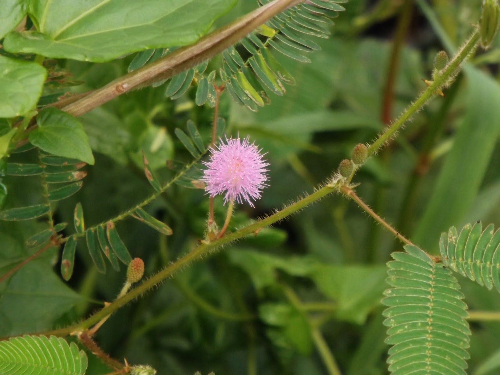 <p>Biological Origin:<strong> <em>Mimosa pudica</em> L. (Fabaceae)</strong></p><p>Common Name:<strong> Makahiya</strong></p><p>Part used: <strong>Leaves, Roots</strong></p><p>Medicinal use:</p><p>Leaves</p><p><strong>● Antibacterial ● Treats hemorrhoids, conjunctivitis, and wounds</strong></p><p>Roots</p><p><strong>● For dysentery, fever, and jaundice</strong></p><p>Secondary metabolites:</p><p><strong>● <u>Mimosine (Alkaloid) </u></strong></p>