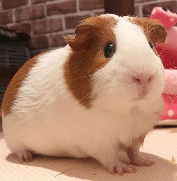 <p>Guinea Pigs</p>