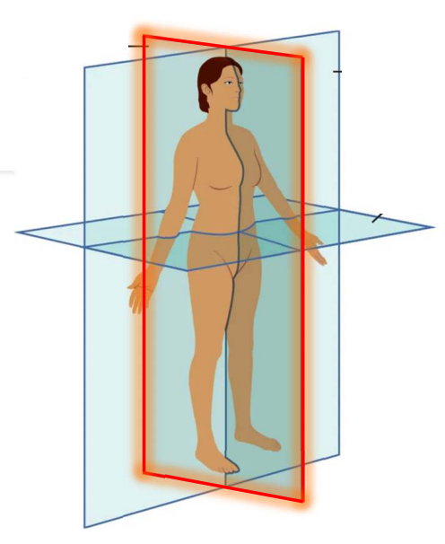 <p>It divides the body or organ vertically to left or right sides</p>