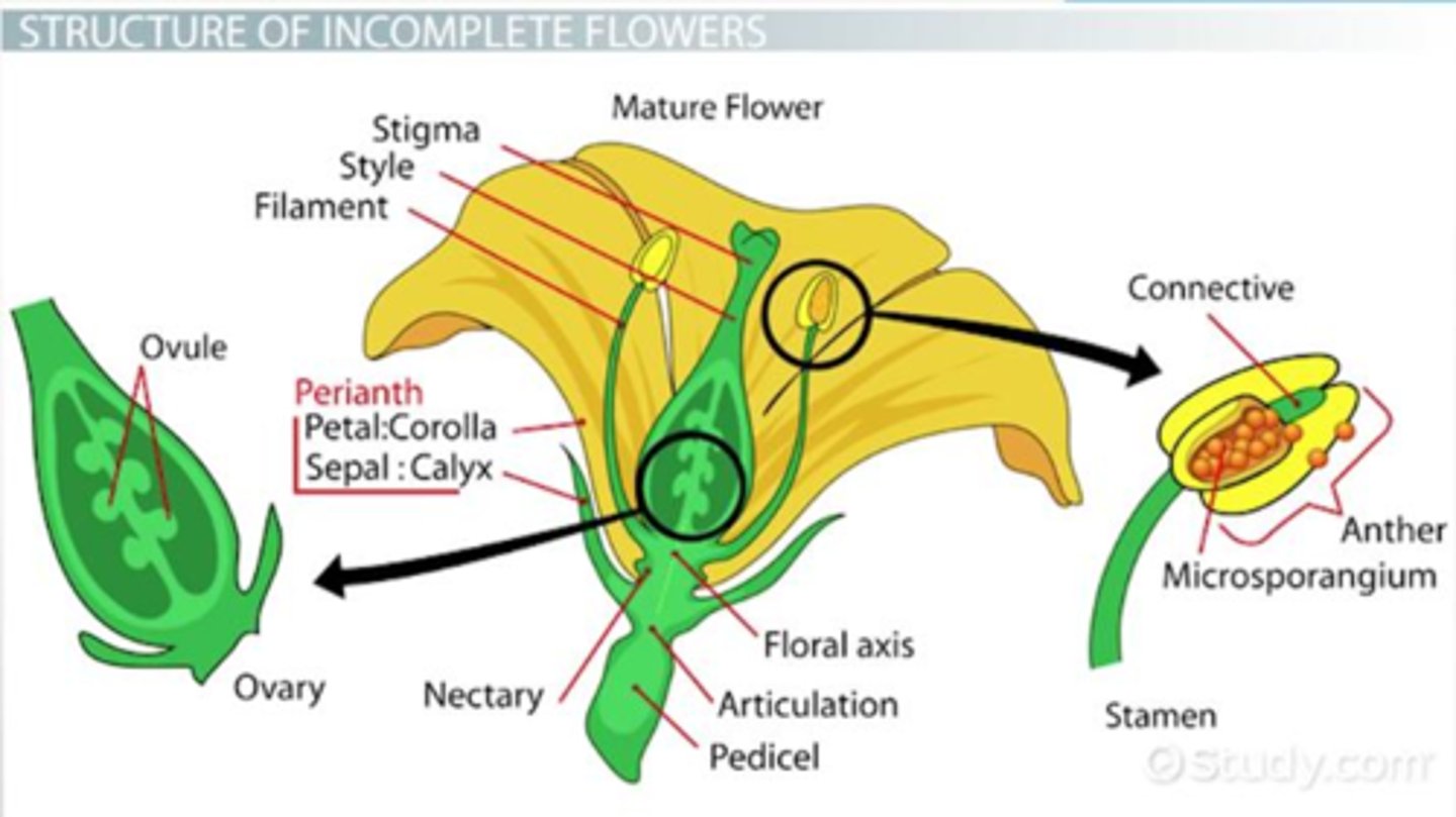 <p>= any flower missing any of its parts in its natural form. <br>- Usually lacking stamens or pistils<br>- 1 sex flower</p>