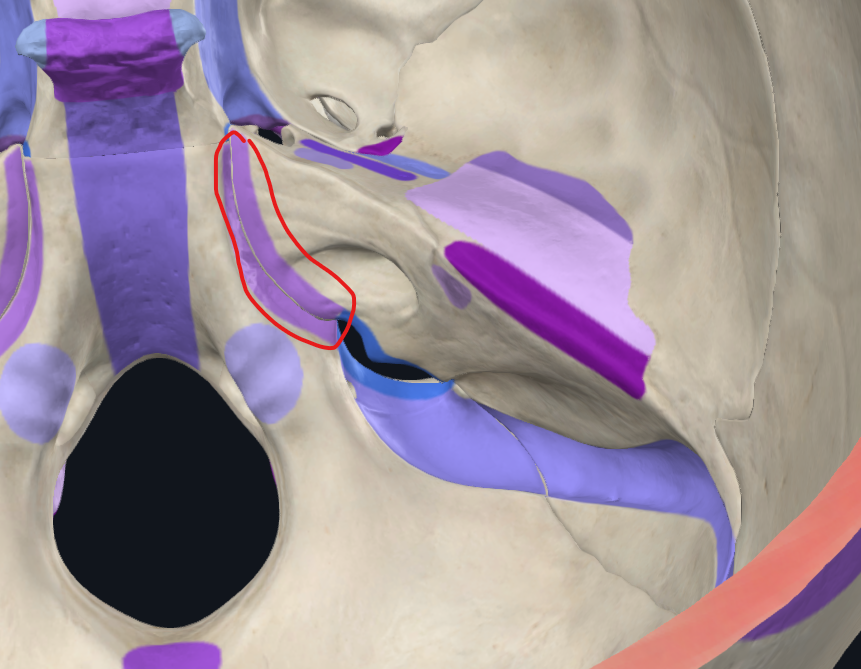 <p>zde <strong><span style="color: blue">sinus petrosus inferior</span></strong>, který se vlévá do <span style="color: blue">v. jugularis interna</span> zepředu</p>