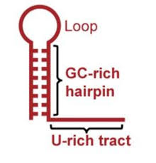<ul><li><p>mechanism in bacterial transcription where RNA polymerase detects A-rich terminator sequence in the newly synthesized RNA that signal it to stop transcription</p></li><li><p>cause formation of a hairpin loop </p></li><li><p>destabilizes bonds and releases RNA polymerases</p></li></ul><p></p>