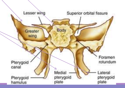 <p>Bone located at the center of the head, containing sinuses and channels for optic nerves. includes <span>corpus, greater wings, rostrum, and pterygoid plates.</span></p>