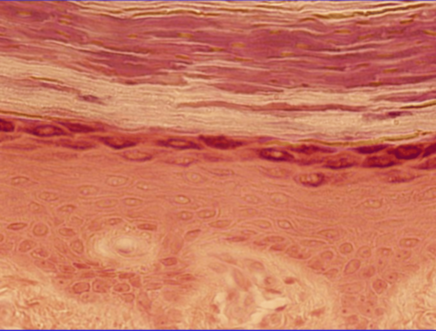 <p>Multiple layers of flat cells</p><p>Location: Epidermis of the skin, mouth, esophagus, vagina</p><p>Function: Protection</p>