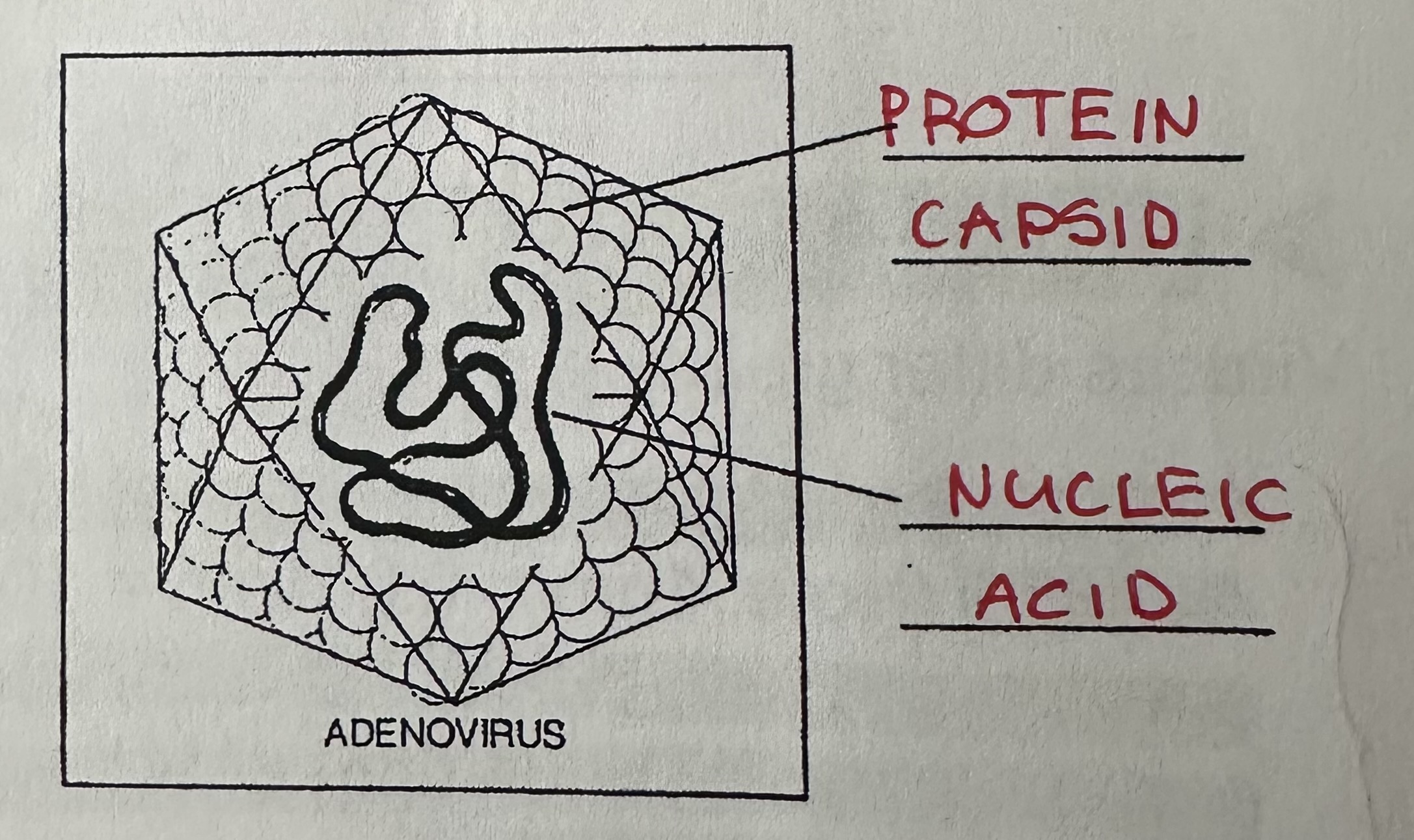 <p>Capsid proteins form a polyhedron with 20 triangular faces and 12 corners.</p>