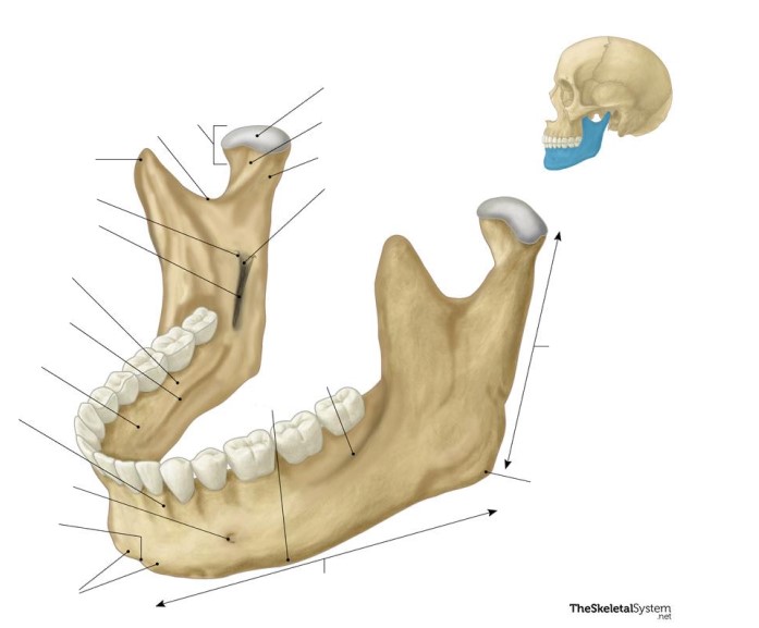 <p>This bone is the ________ bone.</p>