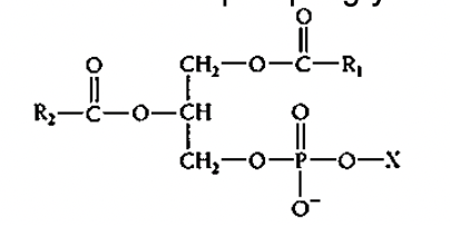 <p>In the diagram, what is the charged state of the phosphate group (X)?</p>