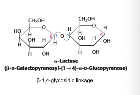 <p>formed from <strong>galactose and glucose</strong></p><ul><li><p>lactose = disaccharide of milk that consists of a galactose linked to glucose</p></li><li><p>can by hydrolyzed by lactase in humans beings and <span>β-galactosidase in bacteria</span></p></li></ul><p></p>