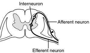 <p>communicate and intervene between sensory inputs and motor outputs; billions of these</p>