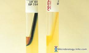 <ul><li><p>pos: bright green; Proteus vulgaris</p></li><li><p>neg: no color change; Enterococcus faecalis</p></li></ul><p></p>