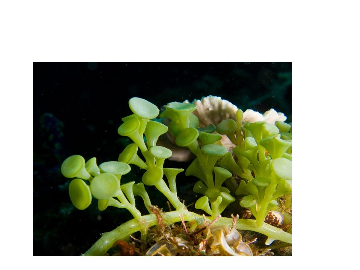 <p>How many cells is there in the thallus of this alga?</p><p>&gt;1</p><p>1</p><p>0</p><p>&lt;1</p>