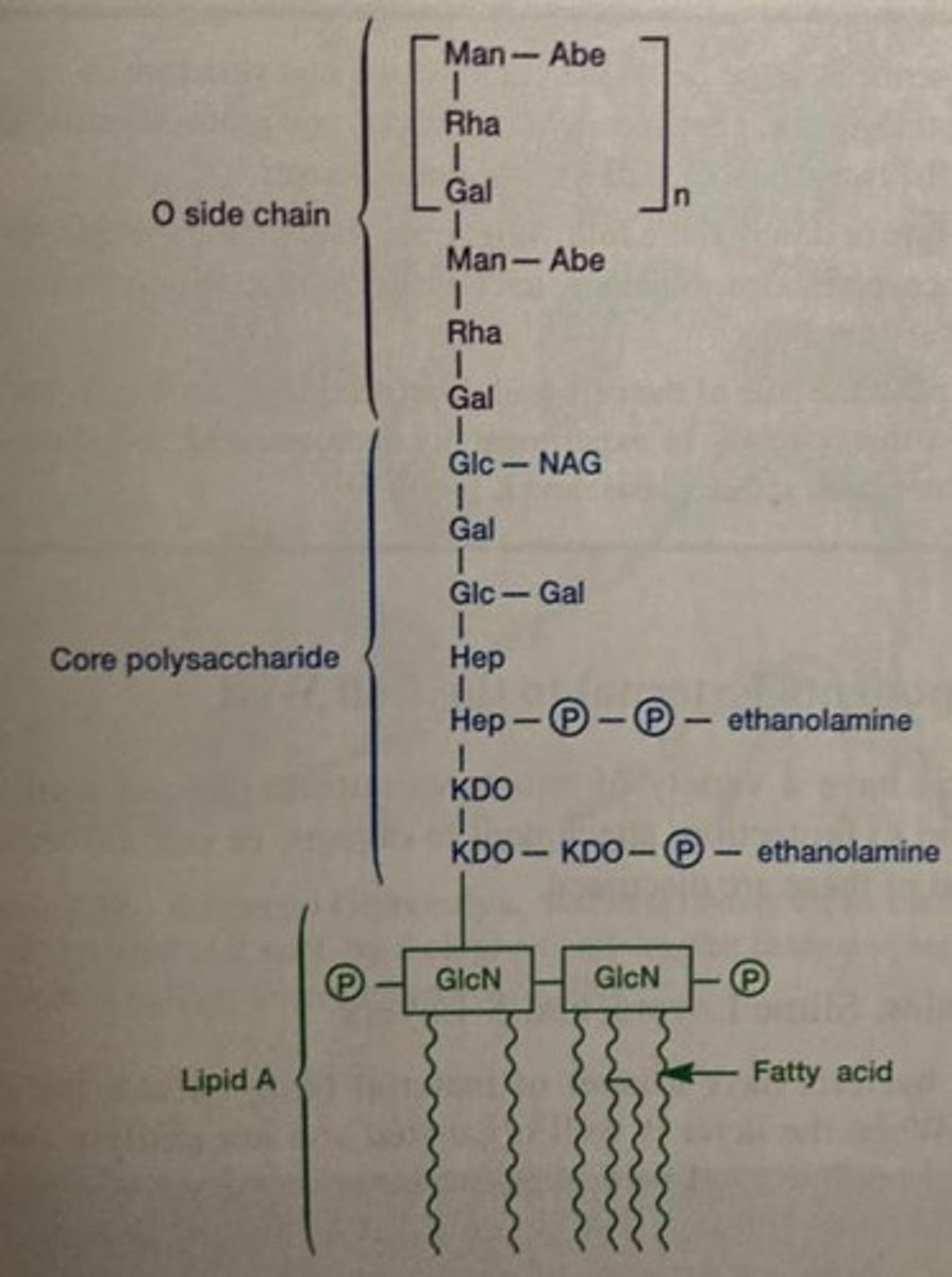 <p>Component of LPS, can cause septic shock when released.</p>