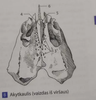 <p>Kur yra pavaizduota stačioji plokštelė?</p>