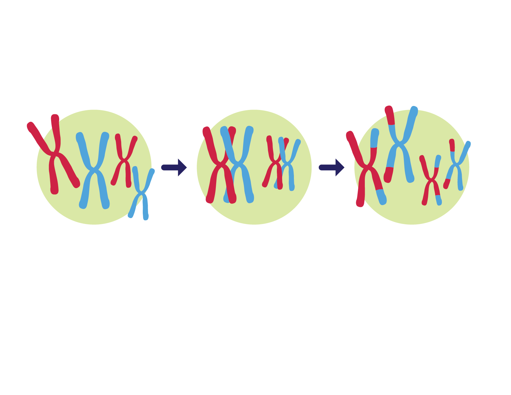 <p><strong>Genetic variation </strong>describe the differences between the <strong>genomes </strong>(complete set of DNA) of a group of similar organisms.</p>
