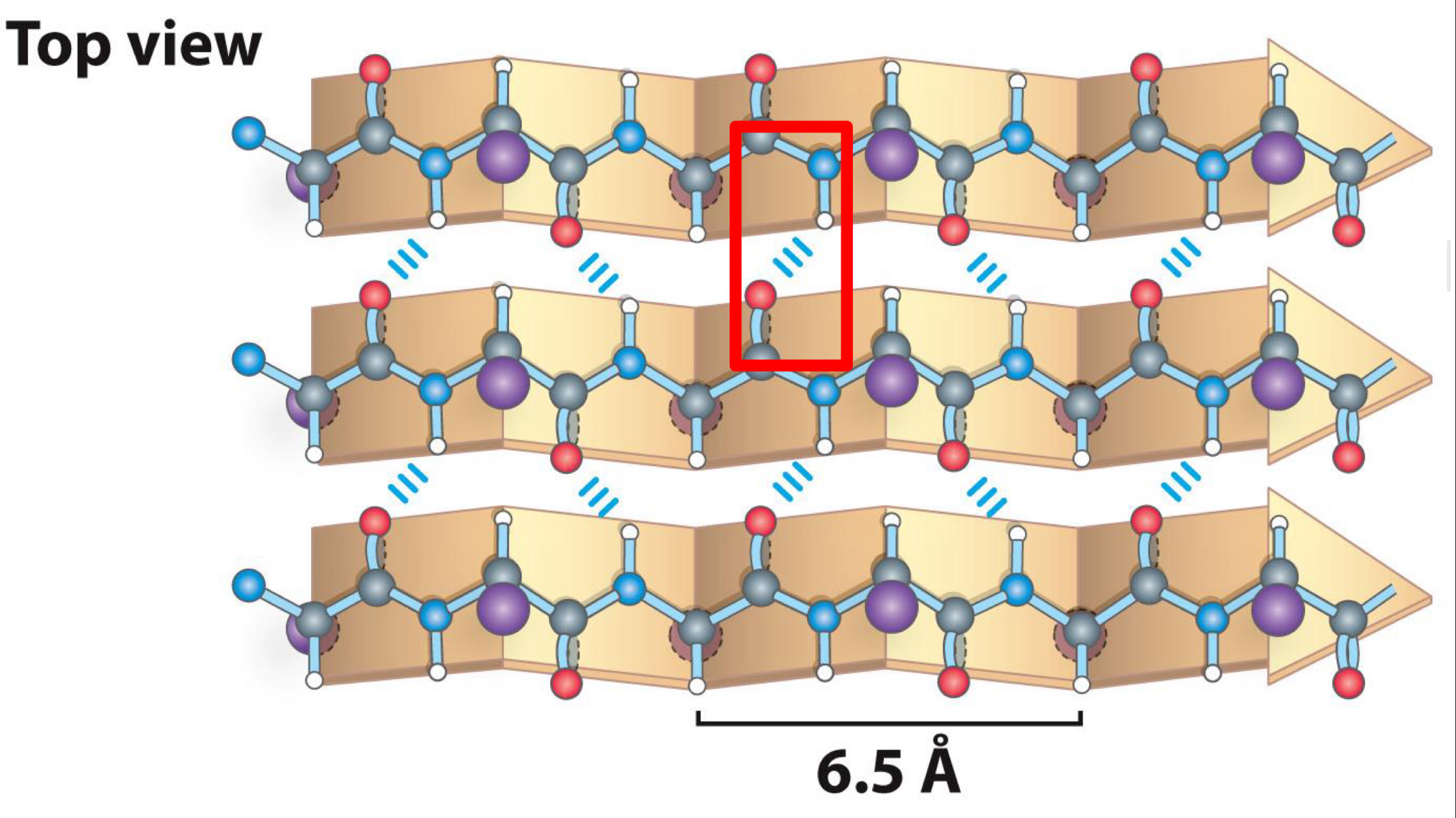 <p><span>Made up of several strands</span><br><span>-Strands held together by hydrogen bonds between carboxyl group and amino groups</span></p>