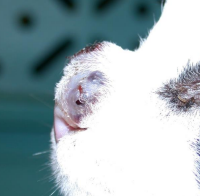 <ul><li><p><span style="color: rgb(136, 136, 136);"><strong>Et: </strong></span><strong>saprophytic <u>pigmented</u> fungi</strong>, soil, wounds, deep skin infection&nbsp;</p></li><li><p><span style="color: rgb(136, 136, 136);"><strong>Sig: </strong></span>GSD</p></li><li><p><span style="color: rgb(136, 136, 136);"><strong>Cs:</strong></span><strong> </strong>solitary nodules, ulcers</p><ul><li><p><strong>paw, leg</strong>, head/nose/pinna(cats) </p></li></ul></li><li><p><span style="color: rgb(136, 136, 136);"><strong>Dt:</strong> </span>biopsy, culture, cytology</p><ul><li><p><strong><u>No grains&nbsp;, blue grey color</u></strong></p></li></ul></li><li><p><span style="color: rgb(136, 136, 136);"><strong>Tx:</strong></span><strong> </strong>Sx excision, azoles, amphotericin, cryosurgery</p></li></ul><p></p>