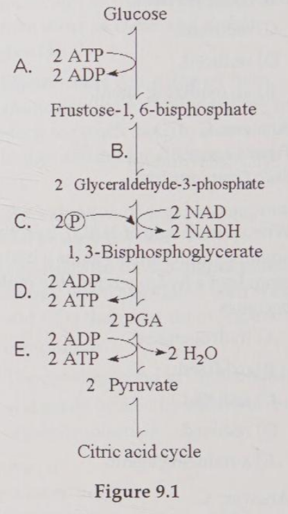 <p>Which step consists of a phosphorylation reaction in which ATP is the phosphate source?</p>
