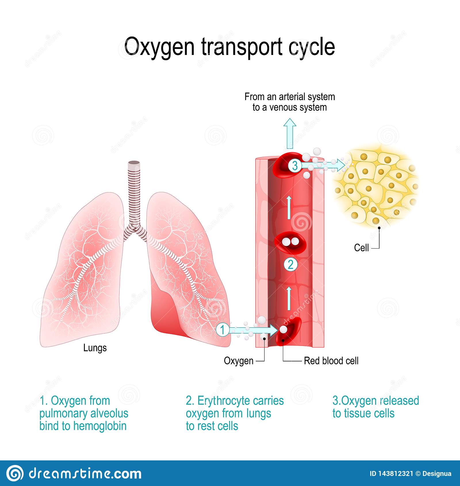<p>blood with oxygen</p><p></p><p>it is found in arteries, through which it reaches the tissues </p>
