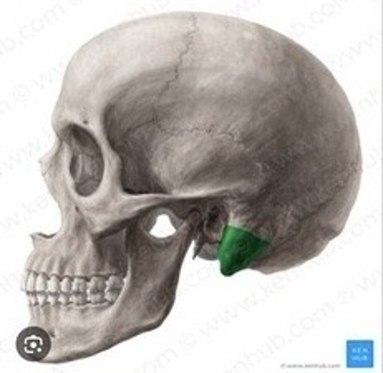 <p>Bony prominence behind the ear for muscle attachment.</p>