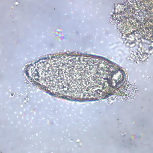 <p><span>Identify the eukaryote shown here:</span></p>