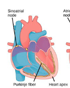 <p>nerve fibers that run down the ventricles casing them to contract</p>