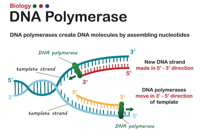 <p><strong>read </strong>the template strand in the 3’ to 5’ direction. </p><p> they <strong>synthesize </strong>the new, complementary polynucleotide chain—whether it is DNA or RNA—in the 5’ to 3’ direction. </p><ul><li><p>This ensures the new strand is antiparallel to the template</p></li></ul><p></p>