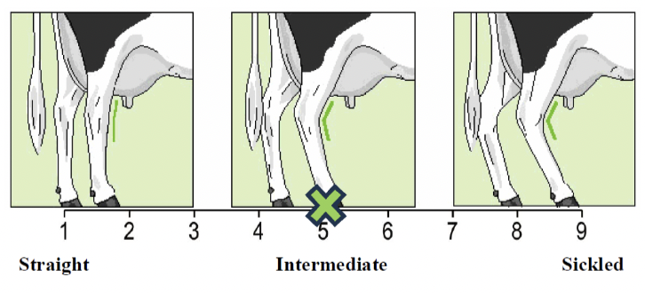 <p>Rear leg set </p>