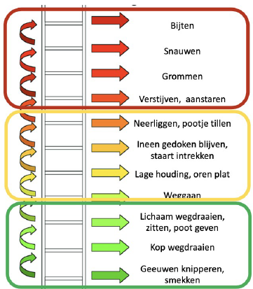 <p>○ Honden bezitten een waaier aan signalen die als doel hebben om conflicten te vermijden en dreiging af te weren</p><p></p><p>○ Alvorens een hond agressie gebruikt probeert hij eerst op andere manieren een conflict te vermijden</p><p></p><p>○ Hoer reageerts een hond als hij zich gestrest of bedreigd voelt?</p><p>■ Rood: Signalen gericht op stoppen van dreiging, actieve signalen in richting van…</p><p>■ Geel: Signalen gericht op weggaan, stoppen van interactie</p><p>■ Groen: Signalen gericht op oplossen van conflict</p><p></p><p>○ Filmpje: kleine hond tussen grote honden</p><p>■ Wanneer een hond submissief is tussen andere honden en je heft die boven de andere honden op</p><p>■ Dan voelt die zich dominant de andere honden gedragen zich ook anders</p><p>■ Ook al zet je de hond na enkele minuten terug neer voelt die zich nog altijd groot en dominant</p><p>■ Dit effect blijft voor enkele dagen</p><p></p><p>○ Filmpje:</p><p>■ 2 honden ontmoeten elkaar</p><p>■ Ze zijn beiden rustig in het begin maar dan trekt een baasje aan de leiband en dan doet de hond zijn mond rond de andere</p><p>■ Later 2 andere honden ontmoeten elkaar en er kwamen nadien kinderen langs, de hond springt op de kinderen, leiband wordt strakker en hond wordt daardoor enthousiaster</p><p>● Conclusie; leiband heeft ook effect op de hond</p><p></p><p>○ Filmpje: wil je hond dat je die aait?</p><p>■ Aai je hond waar je denkt dat die geaaid wilt worden, stop na een tijdje, als die meer wilt zal die erom vragen</p><p>■ De hond heeft meerdere tekens gegeven dat die niet geaaid wilt worden</p><p>● Liplikken</p><p>● Hoofd draaien</p><p>● Lichaam draaien</p><p>● Achterhouden</p><p>■ Bij een andere hond hetzelfde doen</p><p>■ Deze hond (hond op filmpje) had zijn ogen half toe haar spieren waren ontspannen en ze leunde naar de hand toe</p><p></p><p>○ Filmpje BAT: behaviour adjustment training</p><p>■ Laat zien hoe dat honden reageren op andere honden hun acties</p><p>■ Het filmpje toonde enkele vb hoe dat honden communiceren</p>