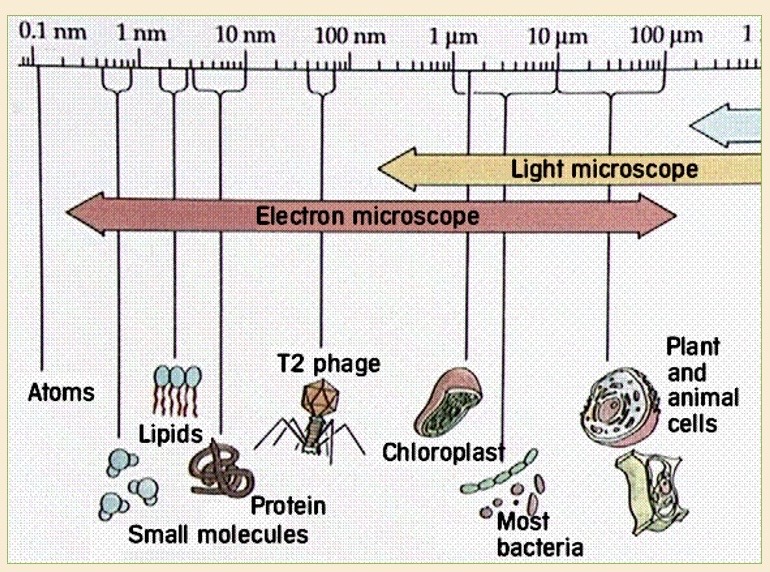term image