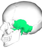 <p>What bone of the skull is this?</p>