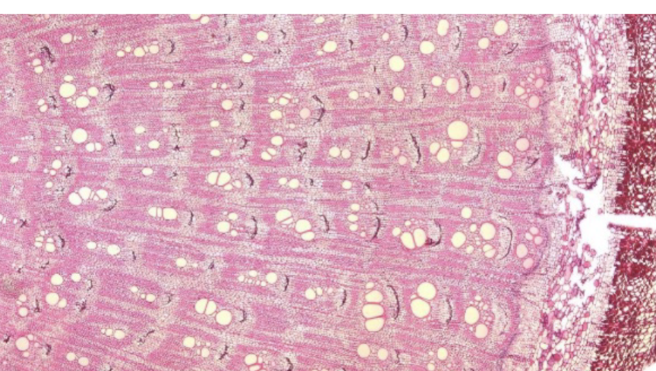 <p>Patches of accessory cambium form, each having its own vascular bundles, which each has its own ‘secondary growth’, resulting in smaller patches of crushed phloem arches</p>