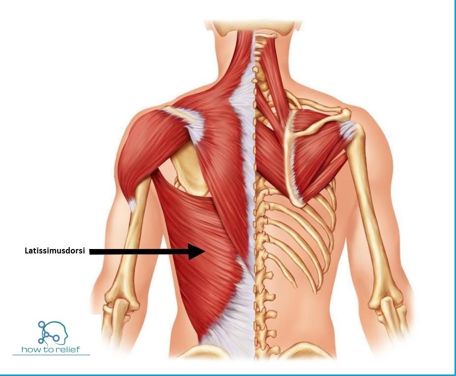 <p>Latissimus Dorsi (Superficial Extrinsic Back Muscle)</p><p>Origin?</p><p>Insertion?</p><p>Action?</p><p>Innervation?</p>