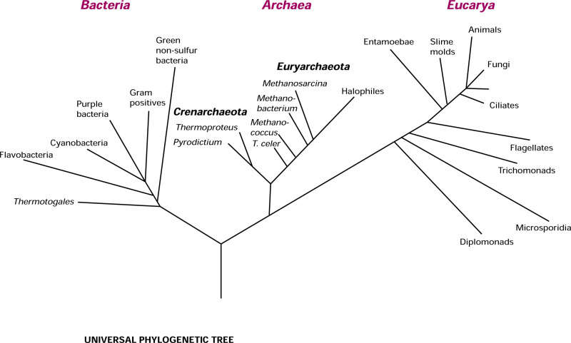 <ul><li><p>Bacteria, Archaea, and Eukarya. </p></li><li><p>The lifeforms contained within each domain are further subdivided according to kingdom, phylum, class, order, family, genus, and species. </p></li><li><p>The domain Eukarya, commonly referred to as eukaryotes, is the most recognizable of the three.</p></li><li><p>Bacteria and Archaea, together the prokaryotes, outnumber the Eukarya. </p></li><li><p>In the evolutionary history of our planet, prokaryotes were the first and, for a long time, only life forms.</p></li></ul>