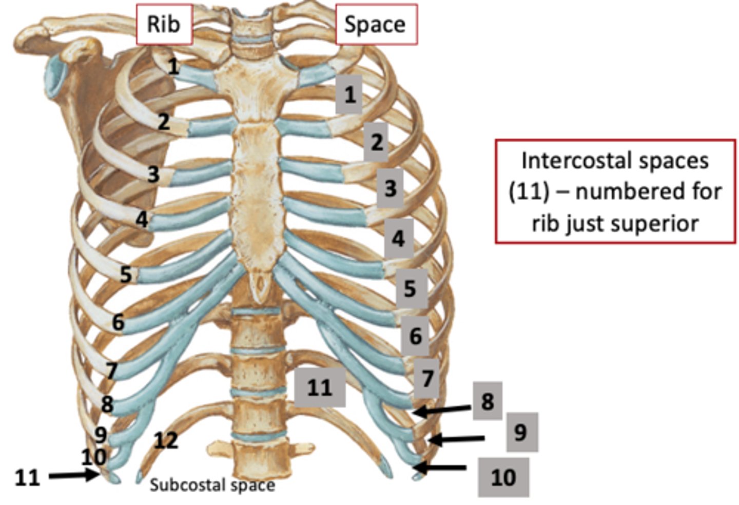 <p>According to the rib superior to the space</p>