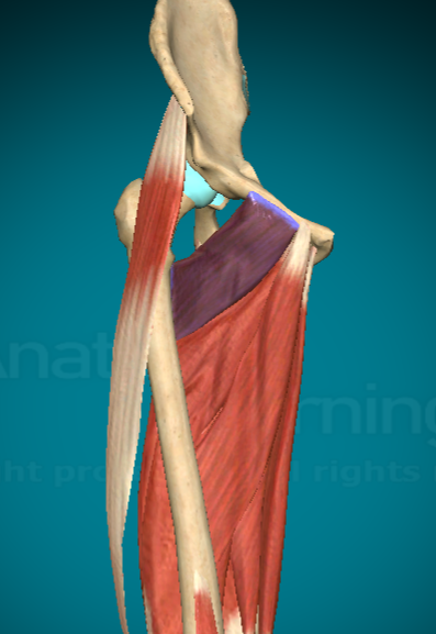 <p>What is this muscle and where are the attachment points?</p>