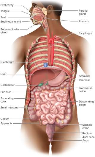 <p>Digestive tract (alimentary canal)</p>