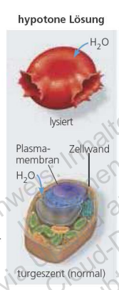 <p>Hypotone Umgebung </p>