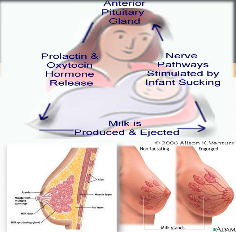 <ul><li><p>Ducts and alveoli grow during pregnancy under the influence of progesterone and estrogen.</p></li><li><p>Delivery of the placenta triggers the hormones <strong><u>prolactin</u> </strong>and <strong><u>oxytocin</u></strong>.</p><ul><li><p><strong><em>Prolactin</em></strong>: produces milk.</p></li><li><p><strong><em>Oxytocin</em></strong>: milk let down reflex (ejection of milk).</p></li></ul></li><li><p>Stimulation of the breast.</p></li><li><p>The more often the breast is emptied, the more milk is made (Supply and Demand).</p></li></ul><p></p>