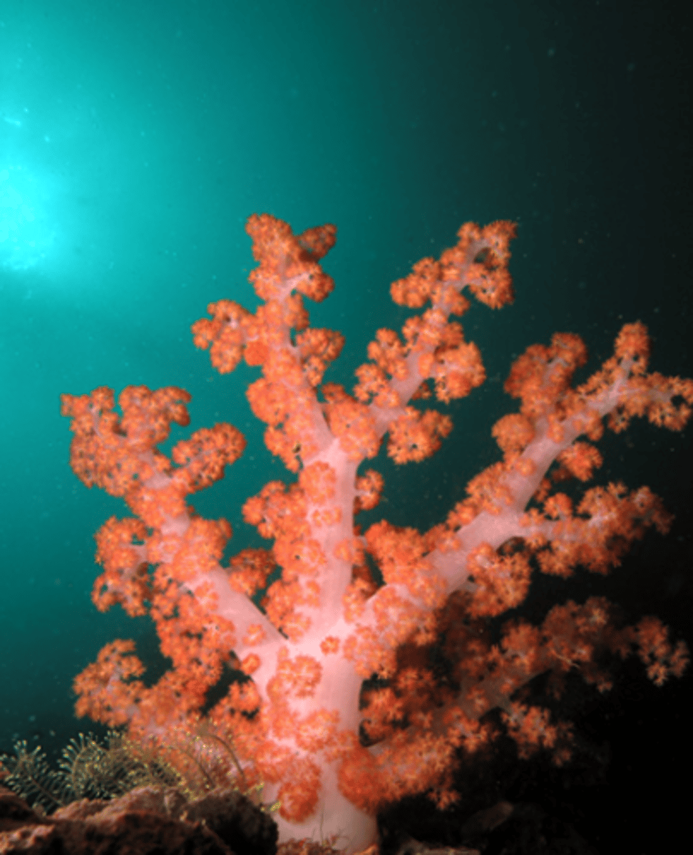 <p>soft coral, polyps all have 8 tentacles</p>