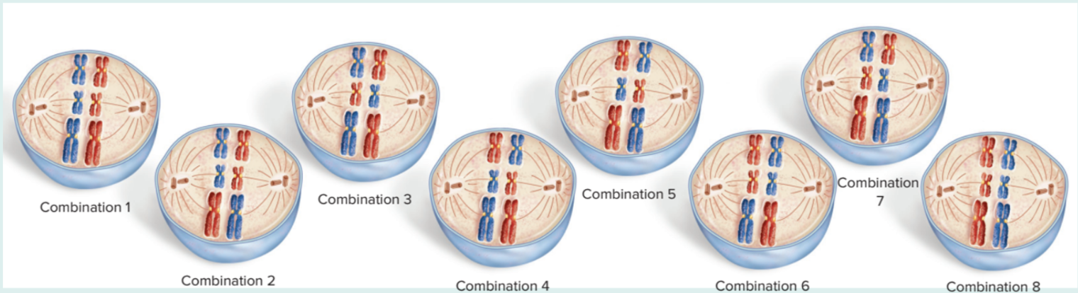 <p>Independent assortment of homologous chromosomes</p>